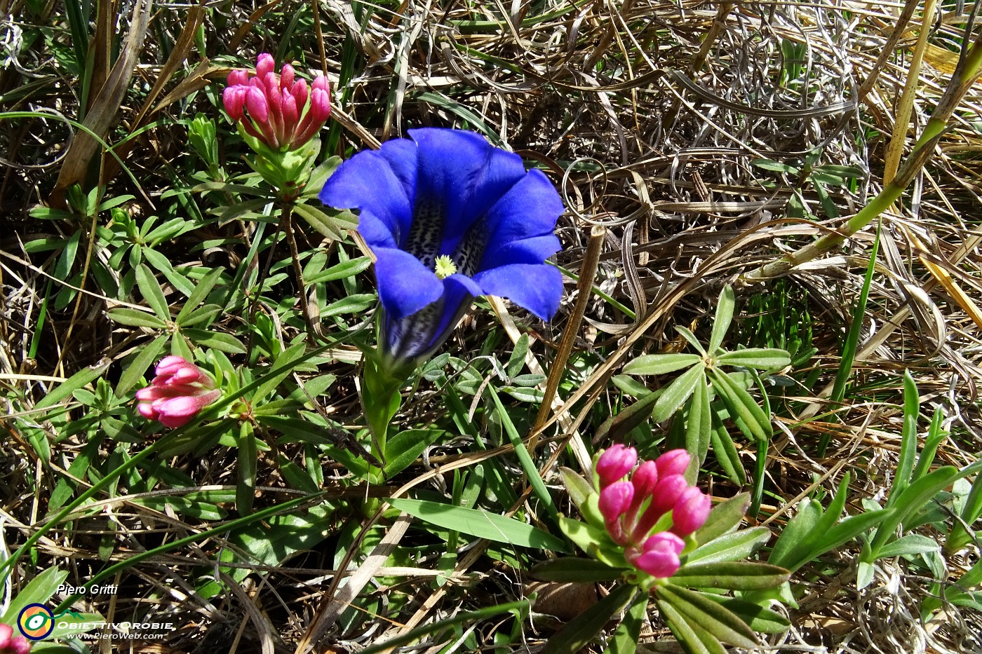 85 Daphne cneorum (Dafne odorosa) con Gentiana Clusii (Genziana di Clusius).JPG